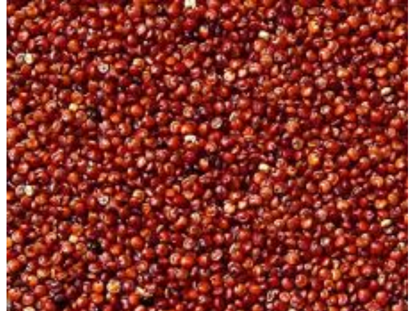 QUINOA ROJA