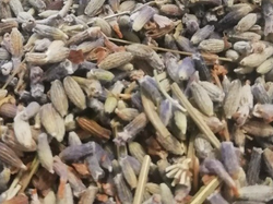 LAVANDA EN FLOR