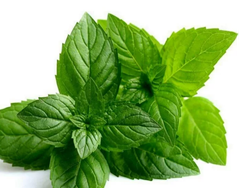 MENTA