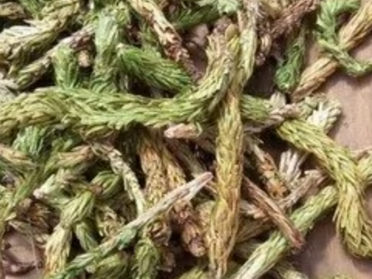 COLA DE QUIRQUINCHO X 50 GR