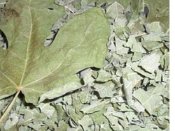 HOJAS DE HIGUERA