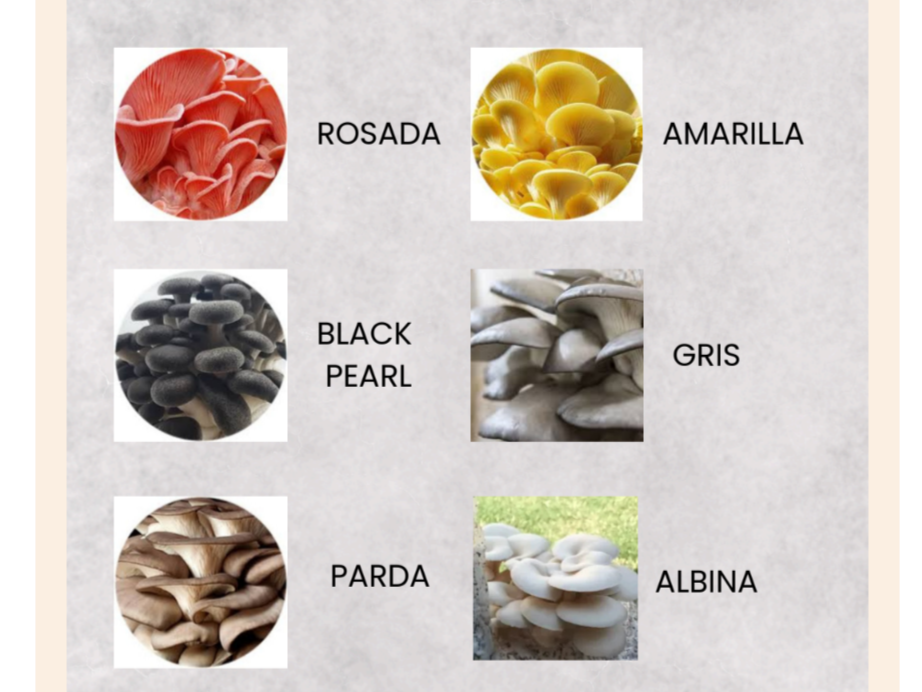 GIRGOLAS frescas (solo x encargo)