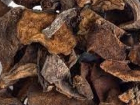 HONGOS BOLLETUS DE PINO