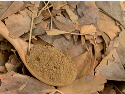 Gingo biloba