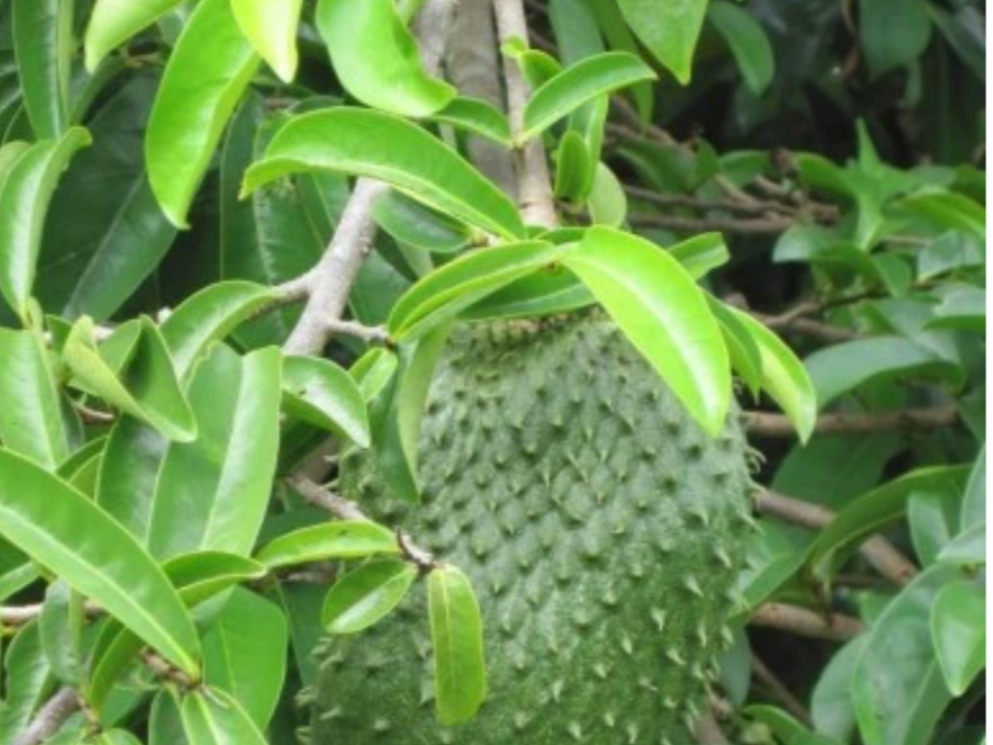 HOJAS DE GRAVIOLA (GUANÁBANA)