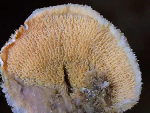 HONGOS TREMELLA