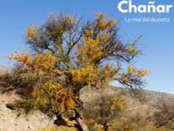 CHAÑAR