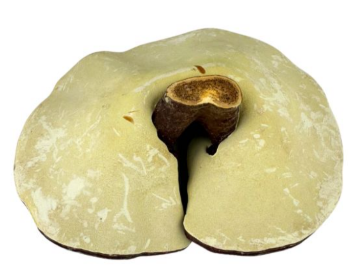 HONGO REISHI x 100 gr