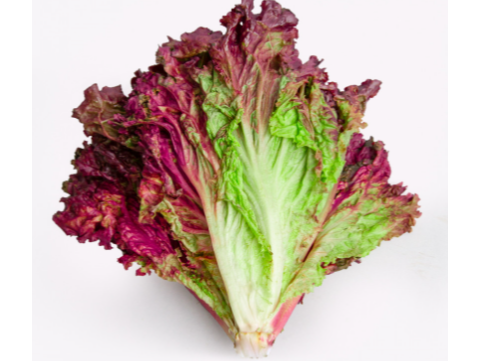 Lechuga morada