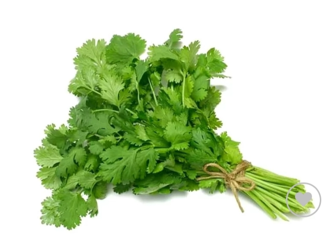 Cilantro