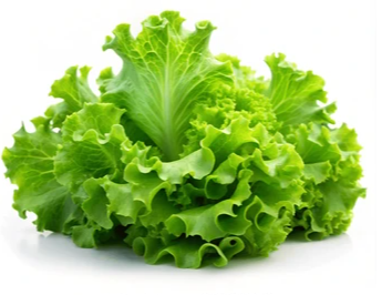 Lechuga crespa