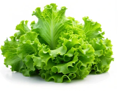 Lechuga crespa