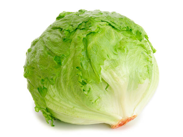 Lechuga repollada