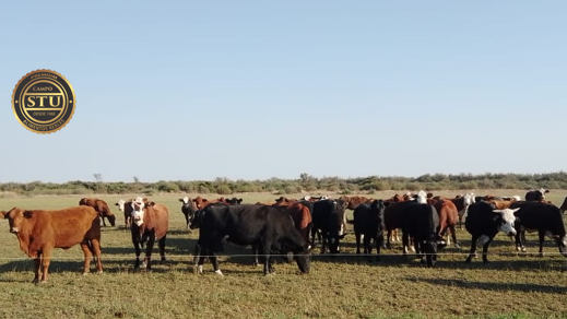 CARNE DE PASTURAS