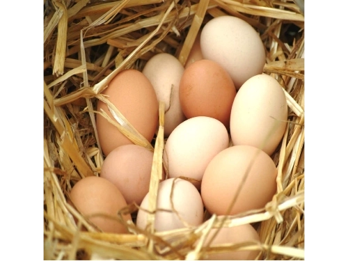 MAPLE DE HUEVOS PEQUEÑOS