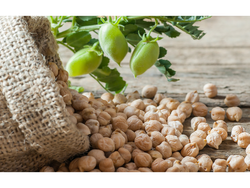 Garbanzos
