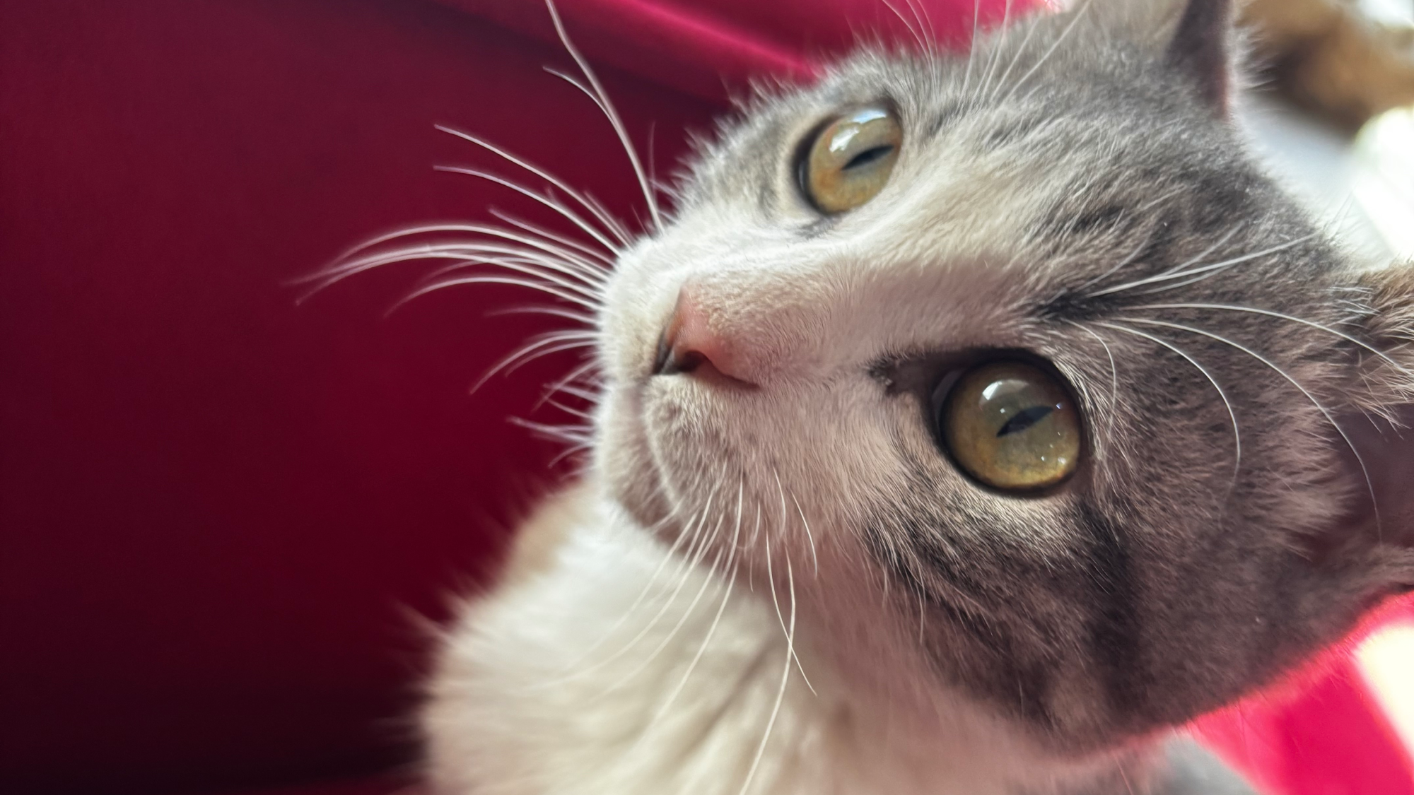 Gatos