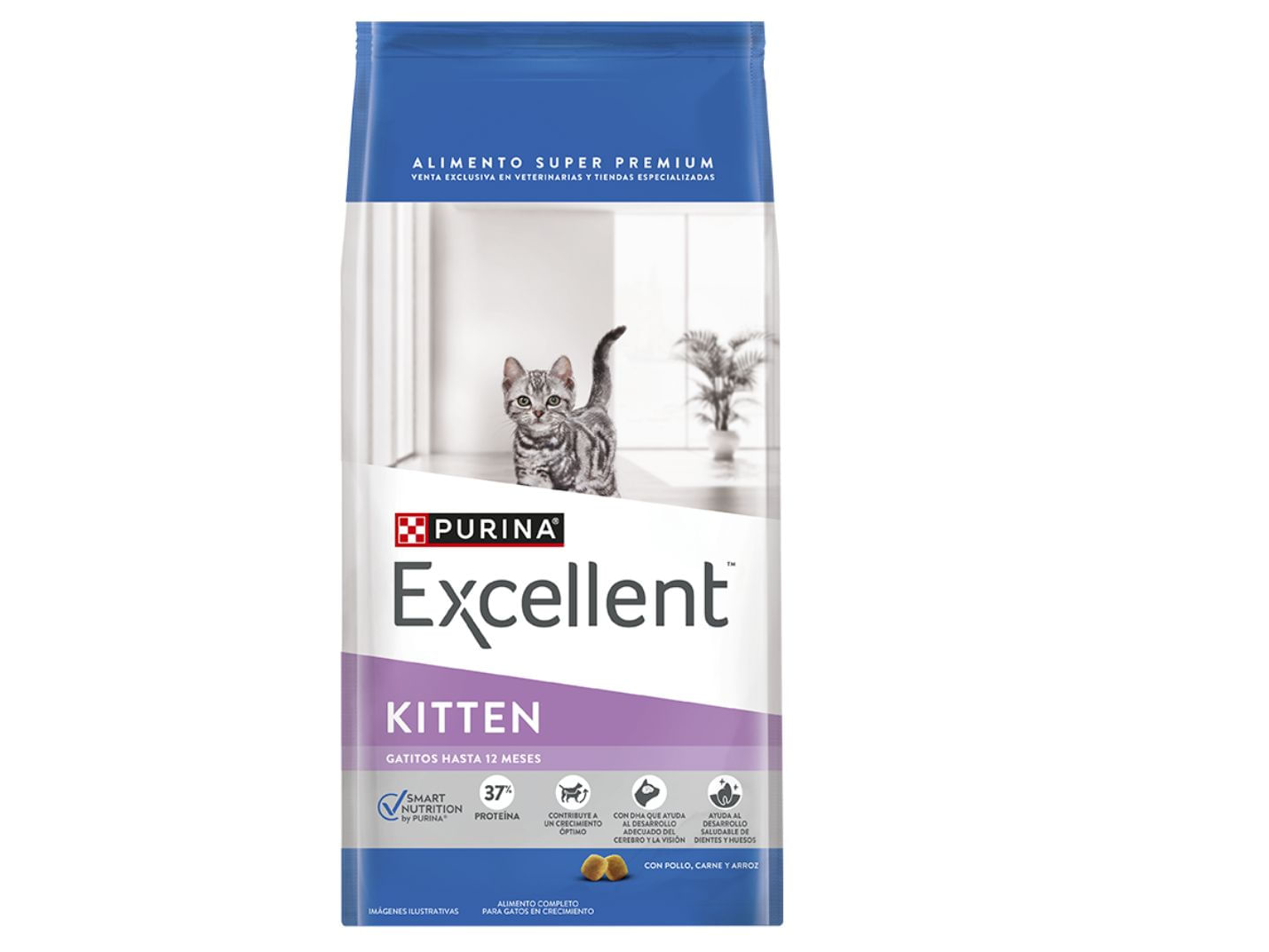 Excellent kitten