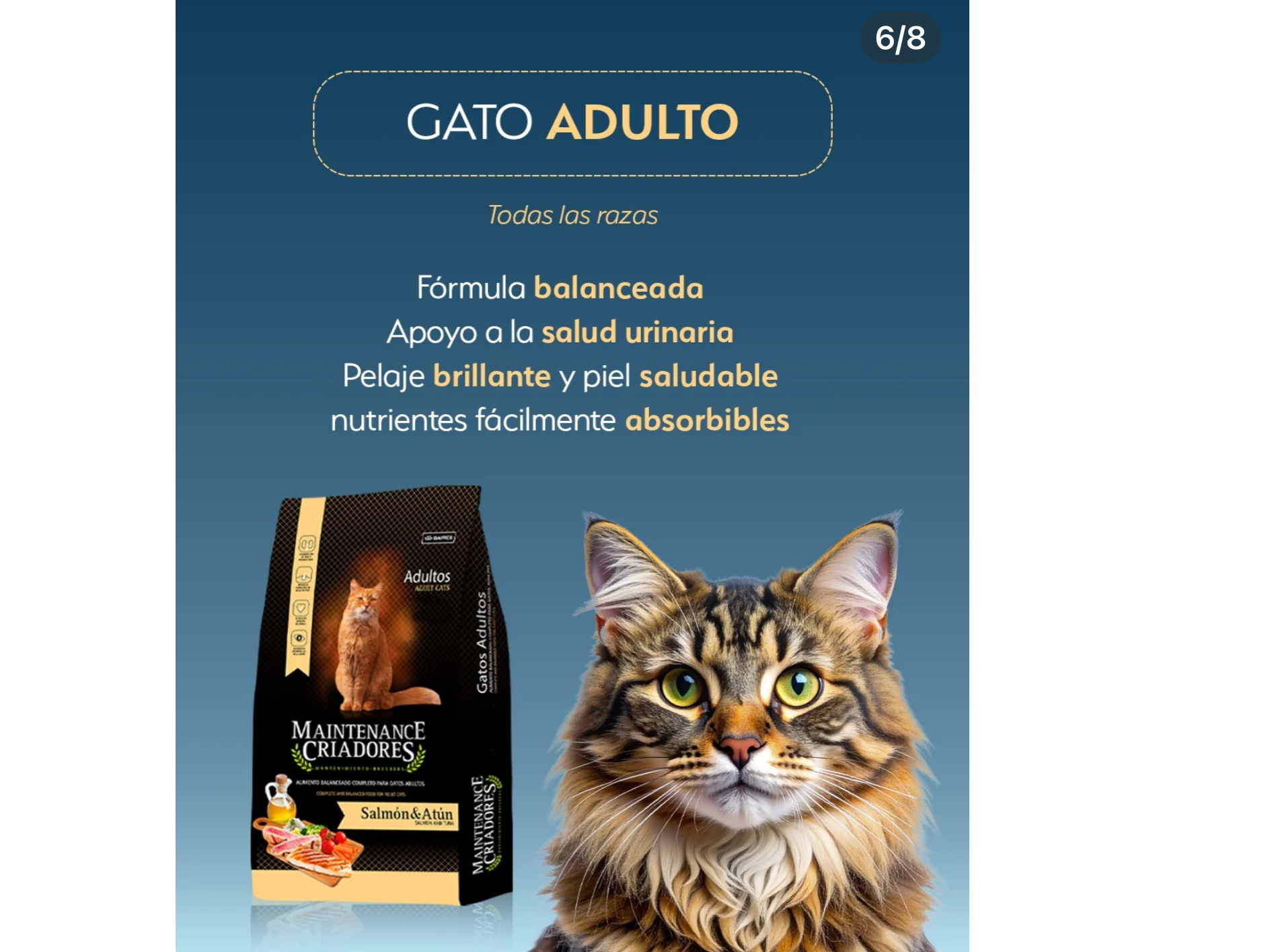 Maintenance gato
