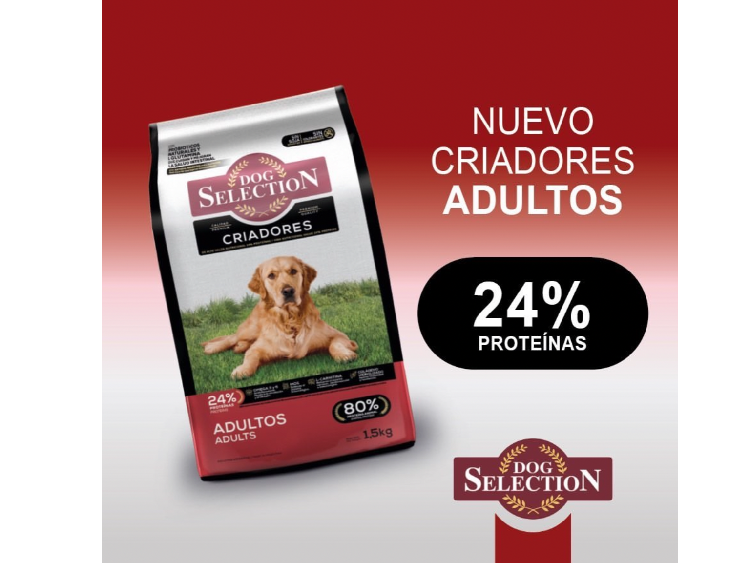Dog selection adulto