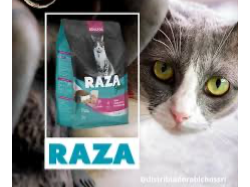 Raza gatos