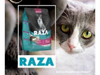 Raza gatos
