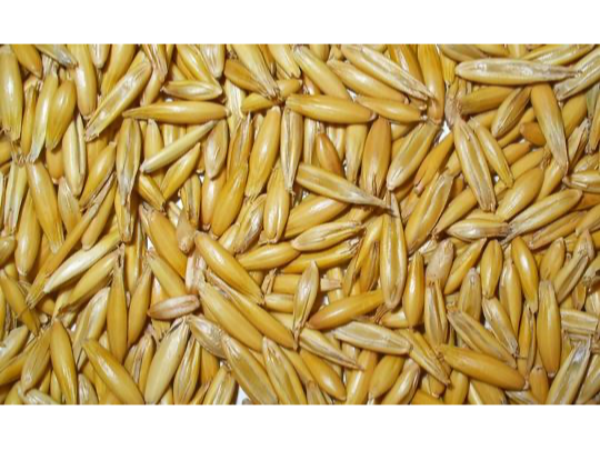 Avena x 25 kg