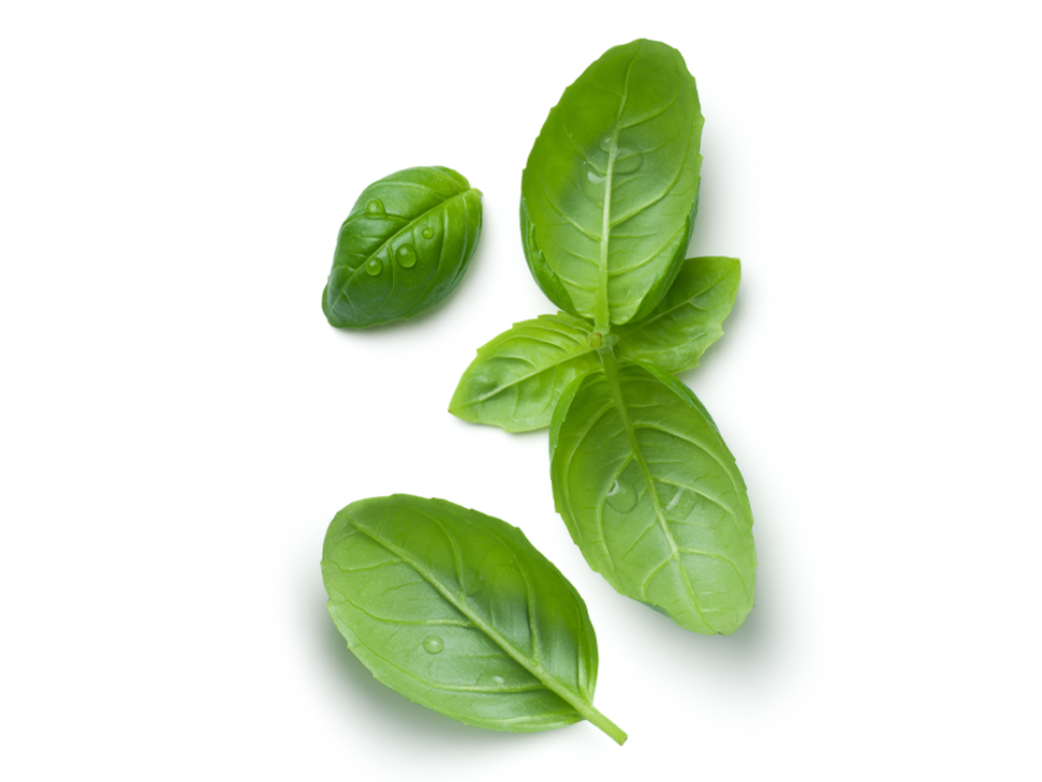 Albahaca