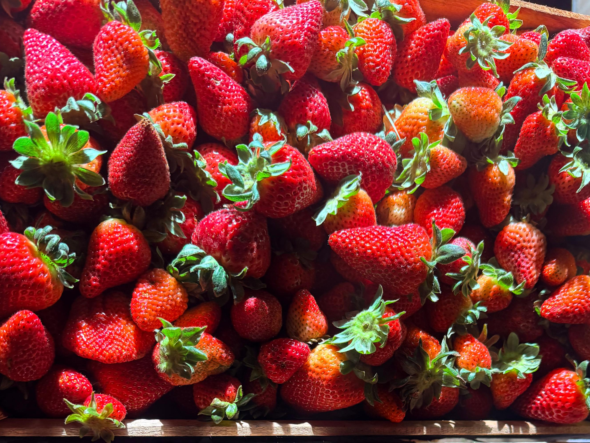Frutillas cordoba