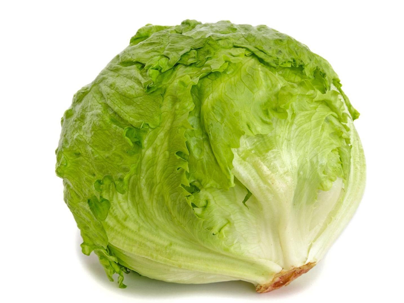 Lechuga repollada