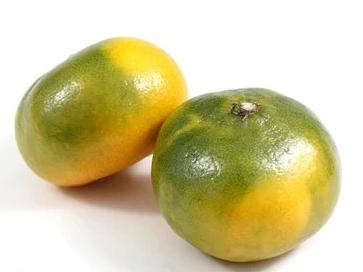 Mandarina Criolla