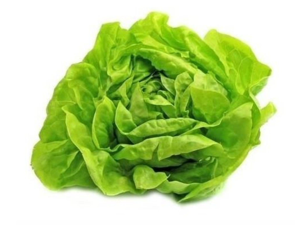 Lechuga manteca