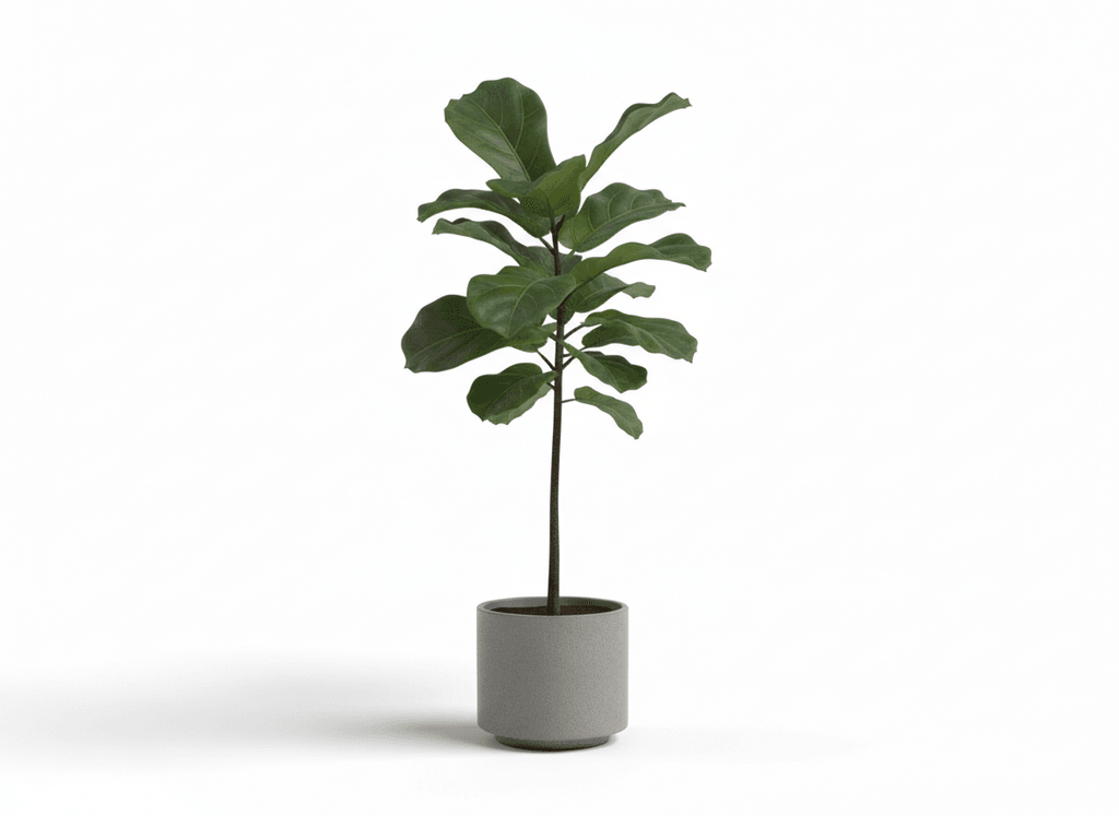 Ficus lyrata