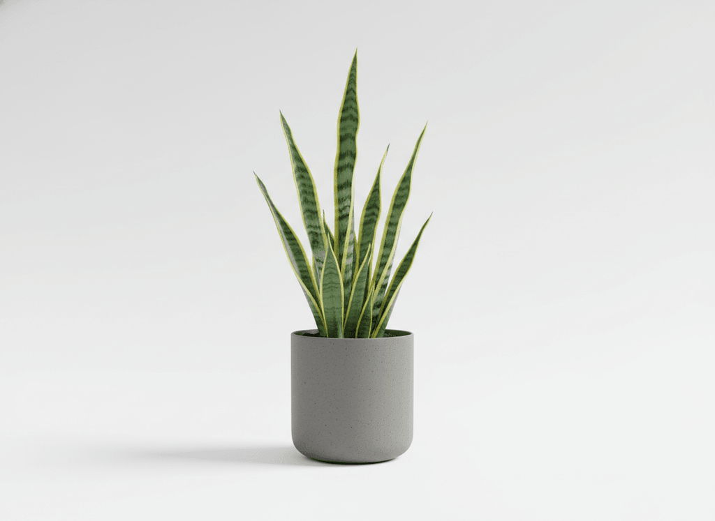 Sansevieria (espada de San Jorge)