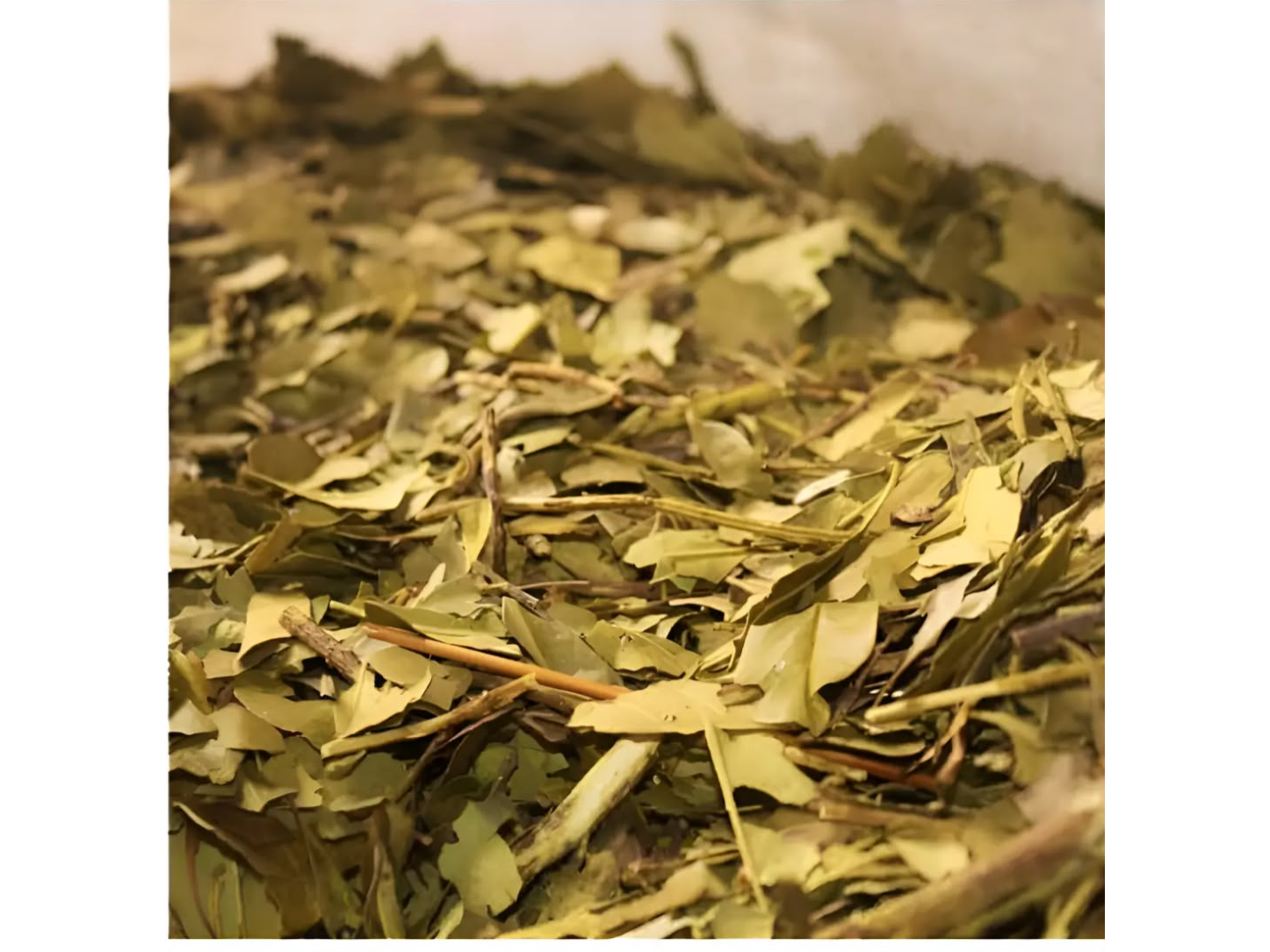 Yerba Tacangua