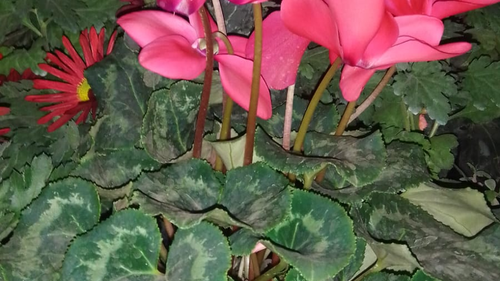 Plantas