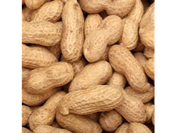 Mani con cascara premiun x 100 gms