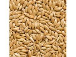Semillas de alpiste x 100 gms