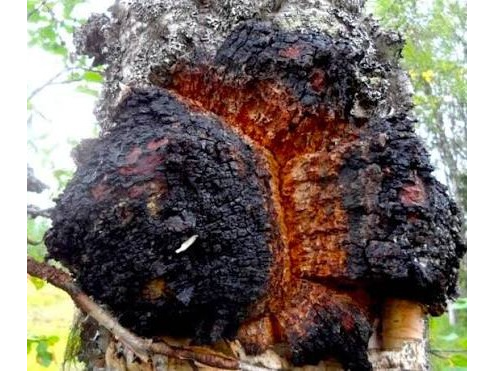 CHAGA