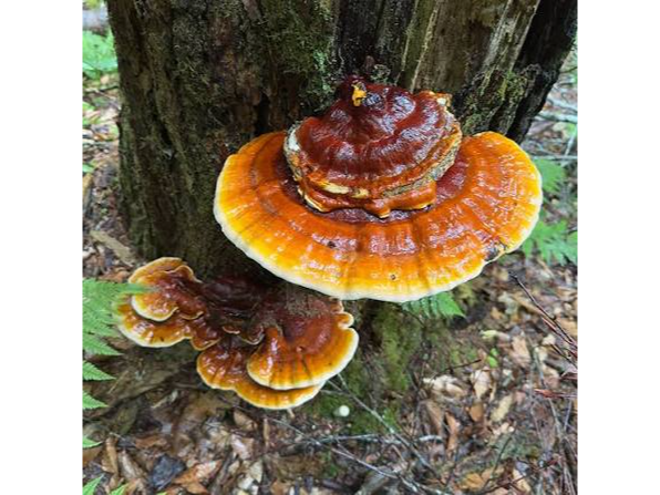 REISHI