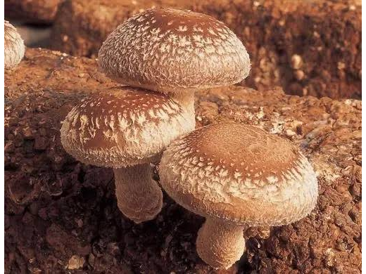 SHIITAKE