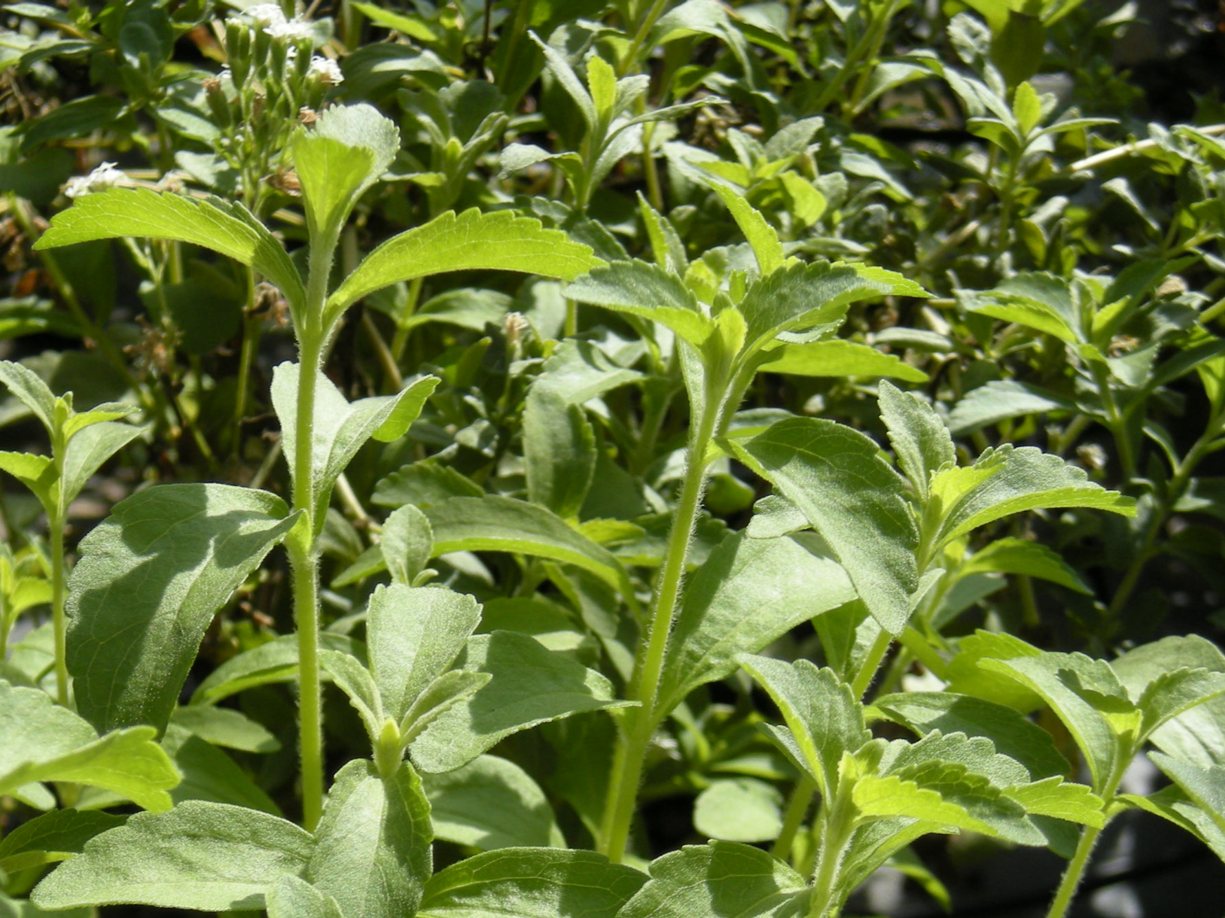 Stevia en hojas