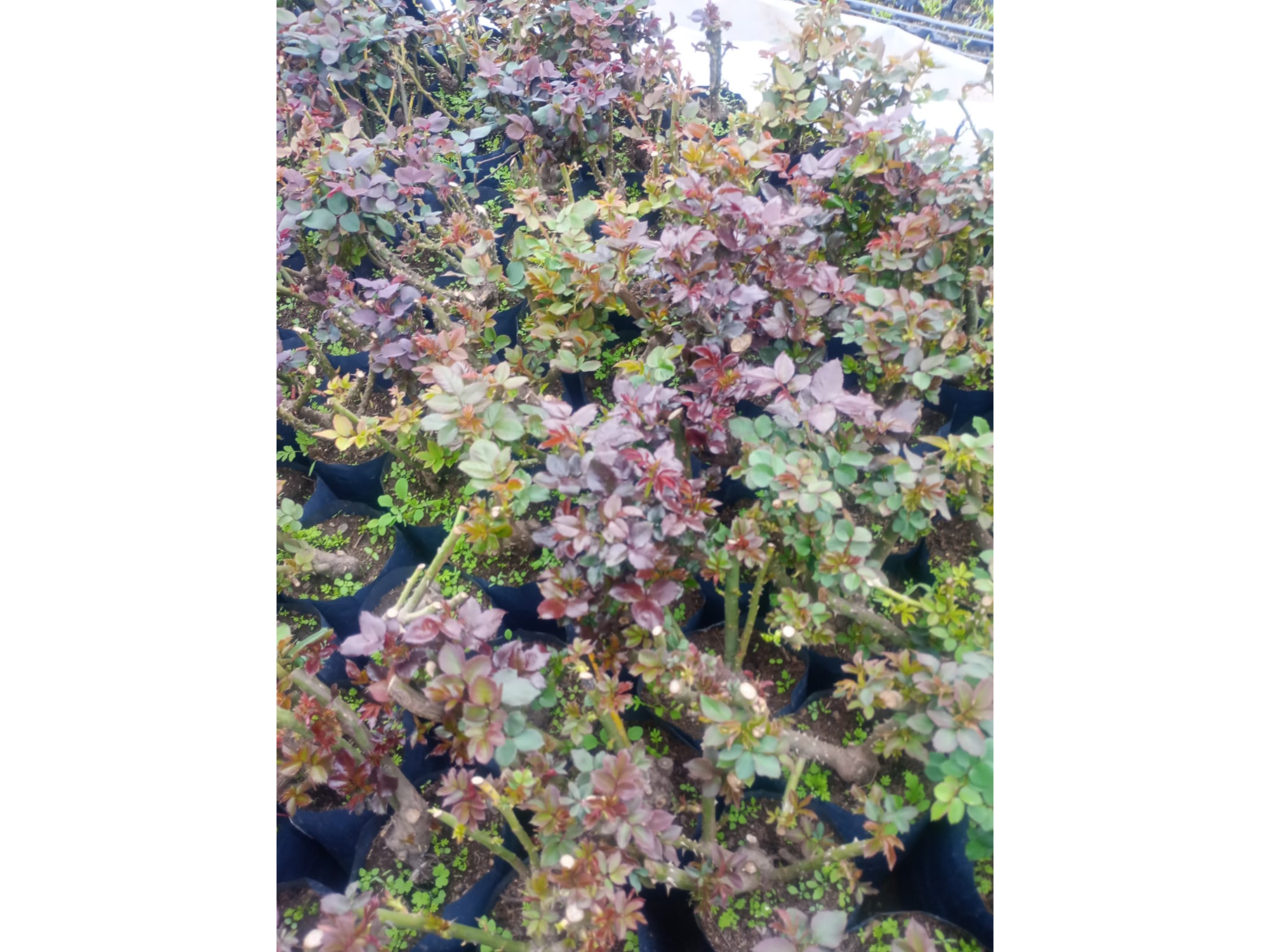 Rosas todos los colores