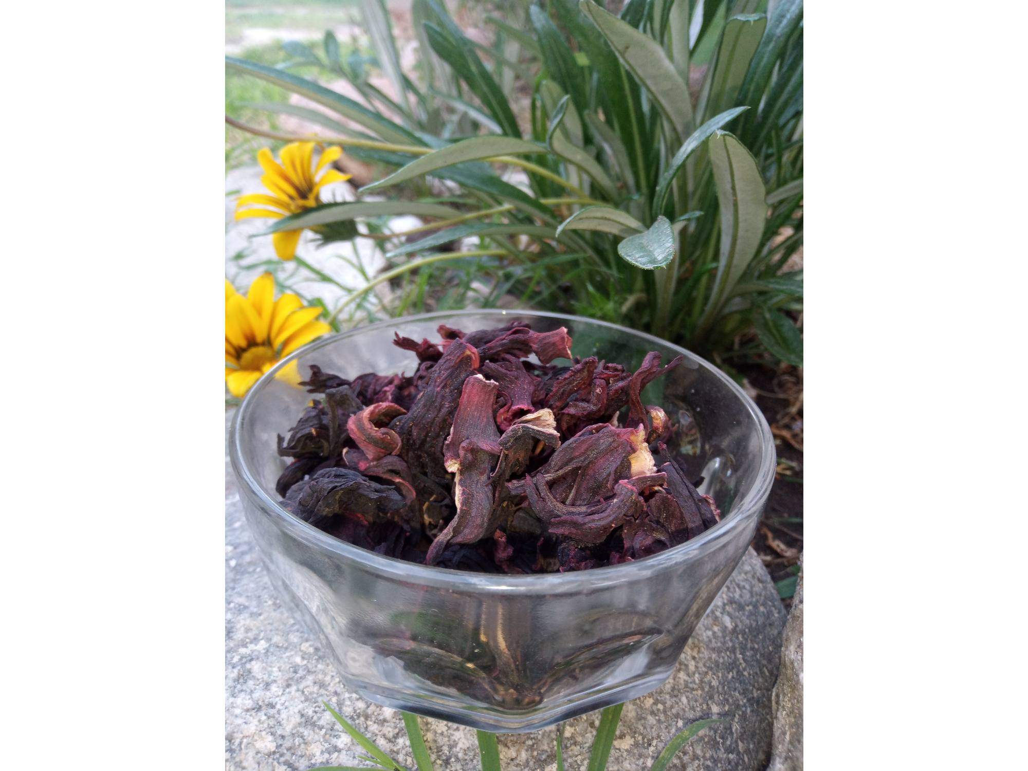 Hibiscus / flor de Jamaica