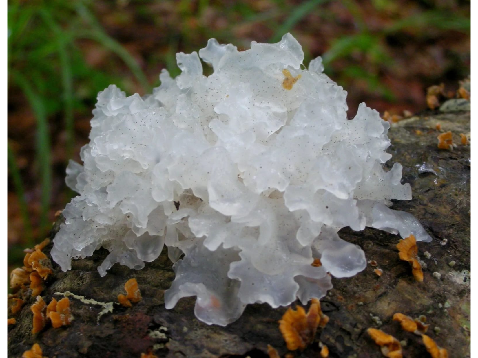 TREMELLA