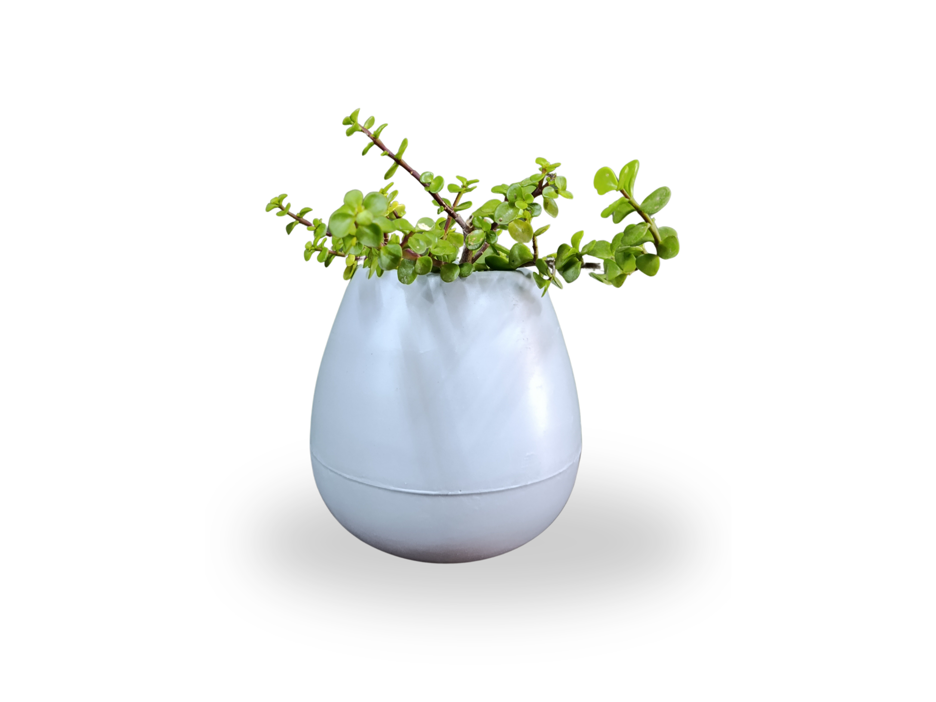 GOTA CHICA ROTOMOLDEADA