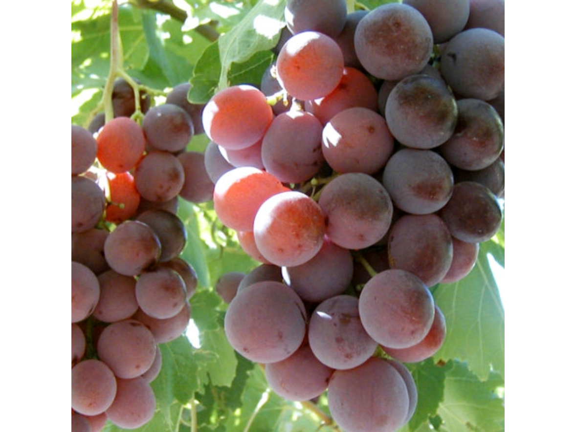 Uva Red Globe