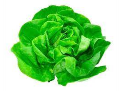 Lechuga Mantecosa invernadero