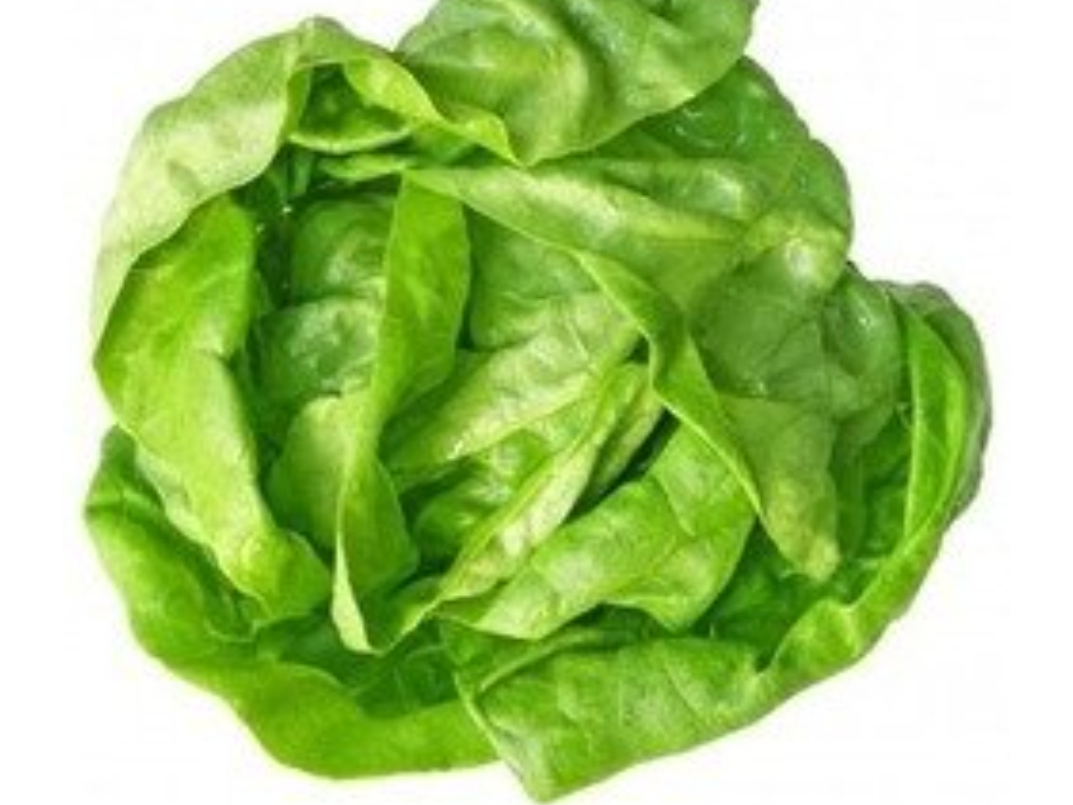 Lechuga Criolla invernadero