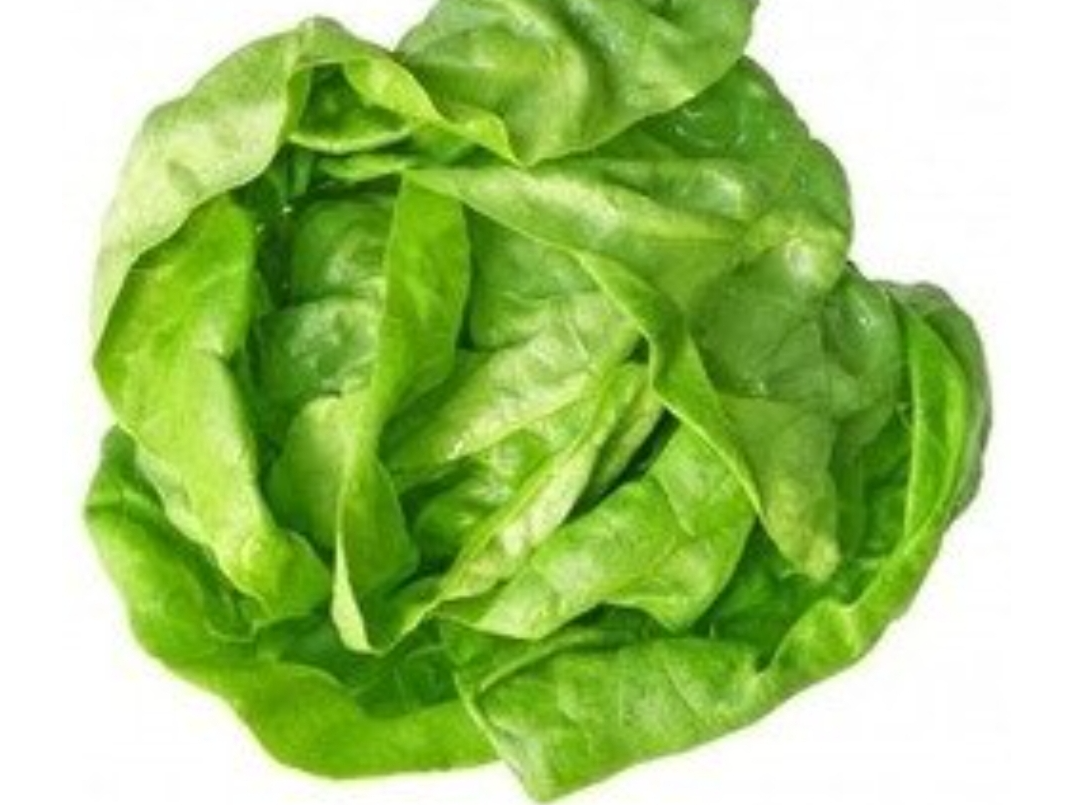 Cajon lechuga criolla invernadero